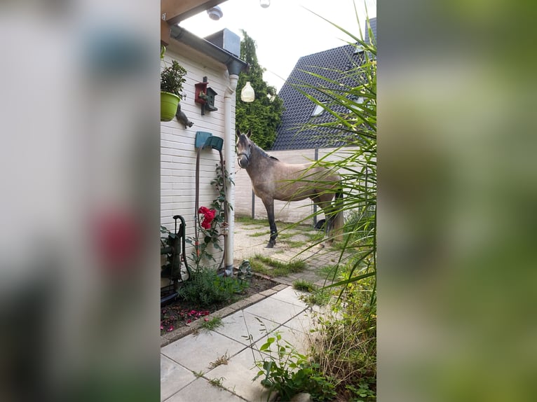Duitse rijpony Merrie 9 Jaar 144 cm Schimmel in Ritterhude