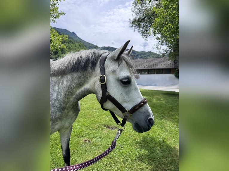Duitse rijpony Merrie 9 Jaar 144 cm Schimmel in Mondsee