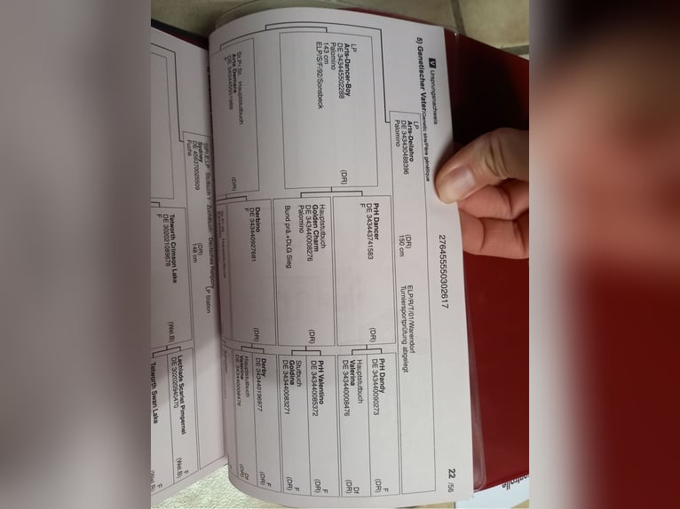 Duitse rijpony Merrie 9 Jaar 144 cm Vos in Landsberg