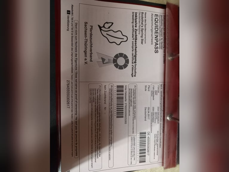 Duitse rijpony Merrie 9 Jaar 144 cm Vos in Landsberg