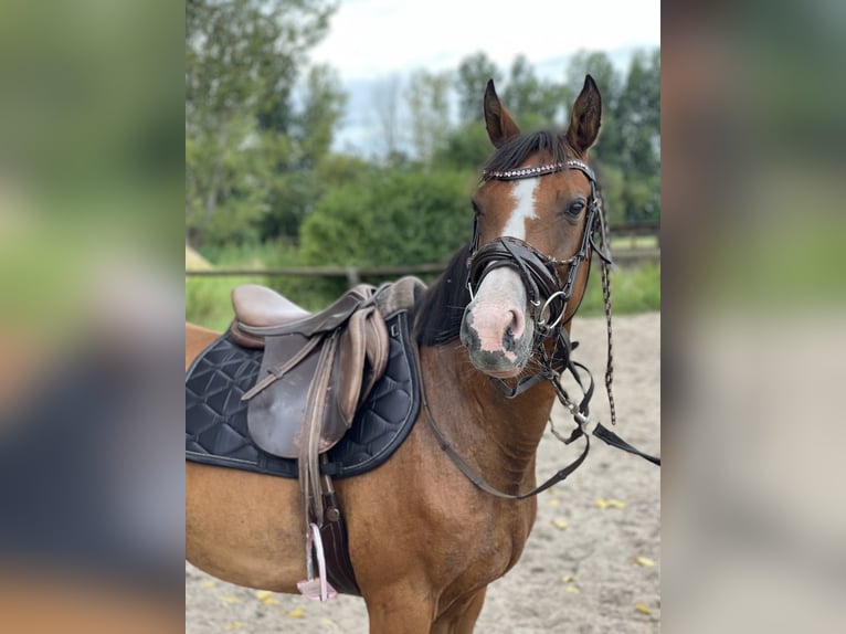 Duitse rijpony Merrie 9 Jaar 145 cm Bruin in Trebbin