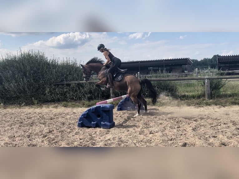 Duitse rijpony Merrie 9 Jaar 145 cm Bruin in Trebbin