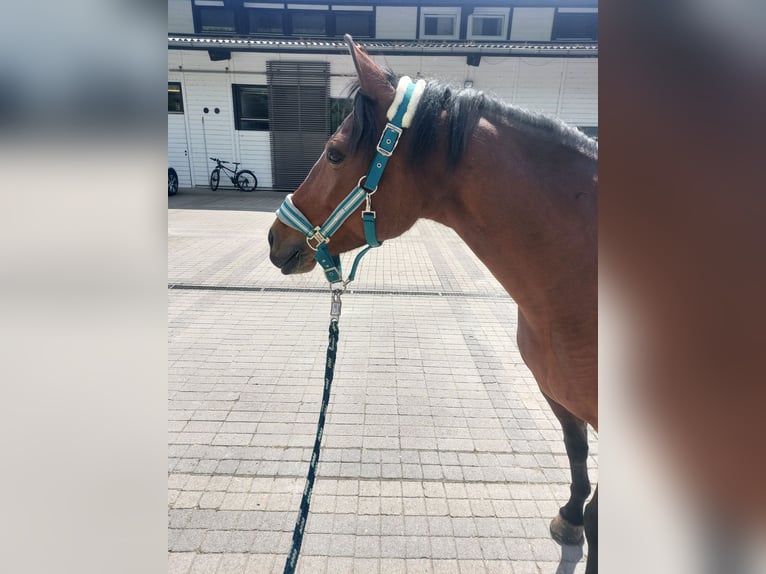 Duitse rijpony Merrie 9 Jaar 145 cm Bruin in Rastatt