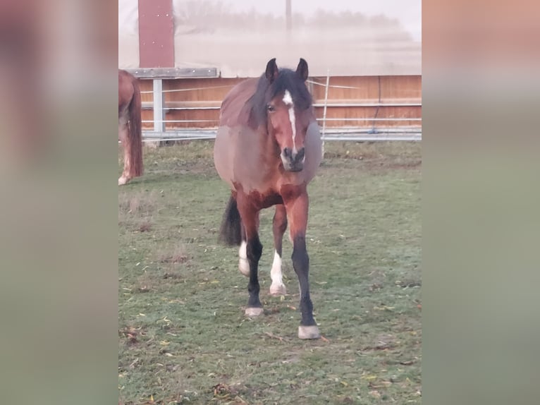 Duitse rijpony Merrie 9 Jaar 145 cm Bruin in Rastatt