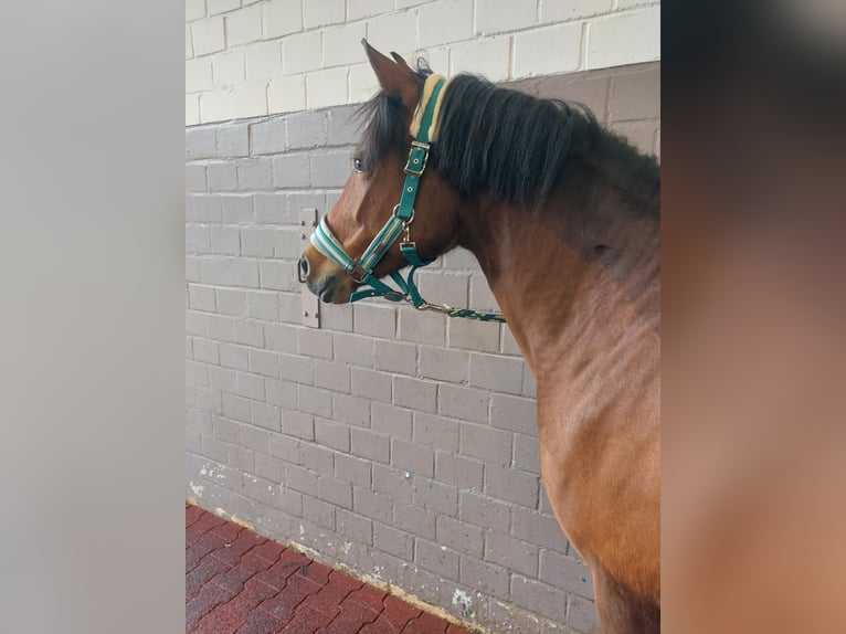 Duitse rijpony Merrie 9 Jaar 145 cm Bruin in Rastatt