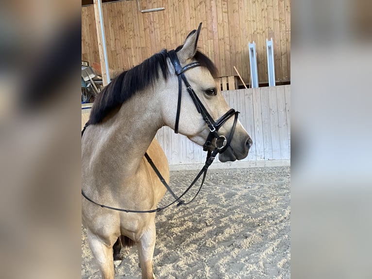 Duitse rijpony Merrie 9 Jaar 145 cm Buckskin in Nußloch