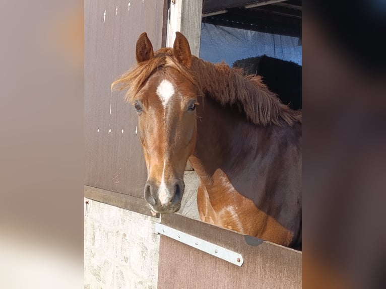 Duitse rijpony Merrie 9 Jaar 145 cm Vos in Weesby