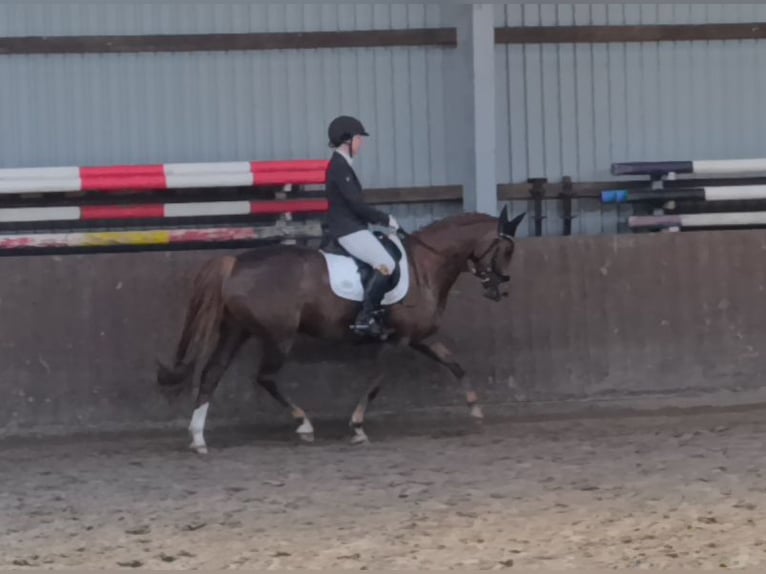 Duitse rijpony Merrie 9 Jaar 145 cm Vos in Weesby