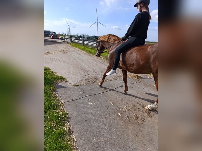 Duitse rijpony Merrie 9 Jaar 145 cm Vos in Weesby