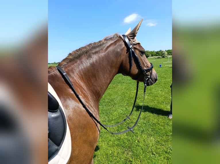 Duitse rijpony Merrie 9 Jaar 145 cm Vos in Weesby