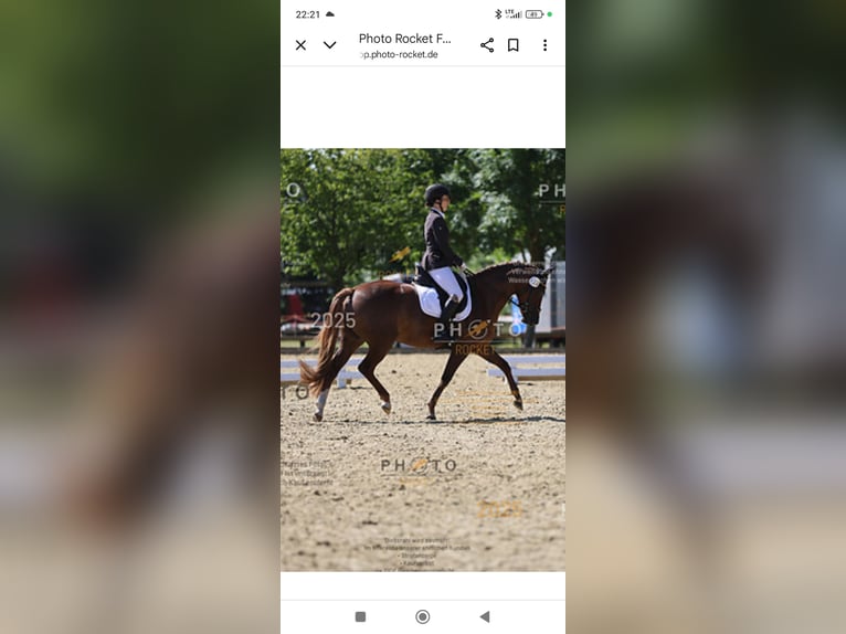 Duitse rijpony Merrie 9 Jaar 145 cm Vos in Weesby