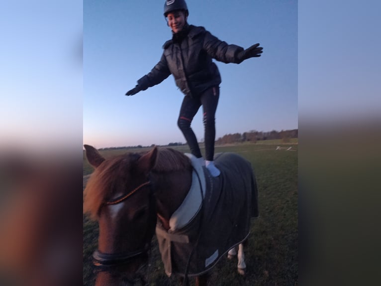 Duitse rijpony Merrie 9 Jaar 145 cm Vos in Weesby