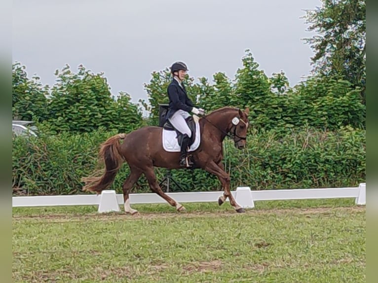 Duitse rijpony Merrie 9 Jaar 145 cm Vos in Weesby