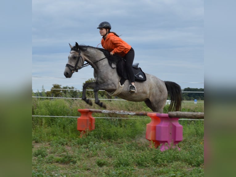 Duitse rijpony Merrie 9 Jaar 145 cm Zwartschimmel in genthin