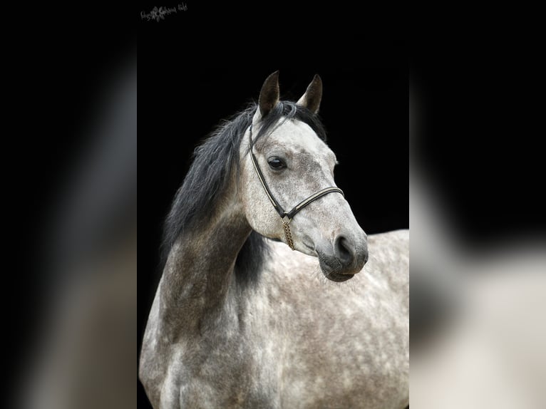 Duitse rijpony Merrie 9 Jaar 145 cm Zwartschimmel in genthin