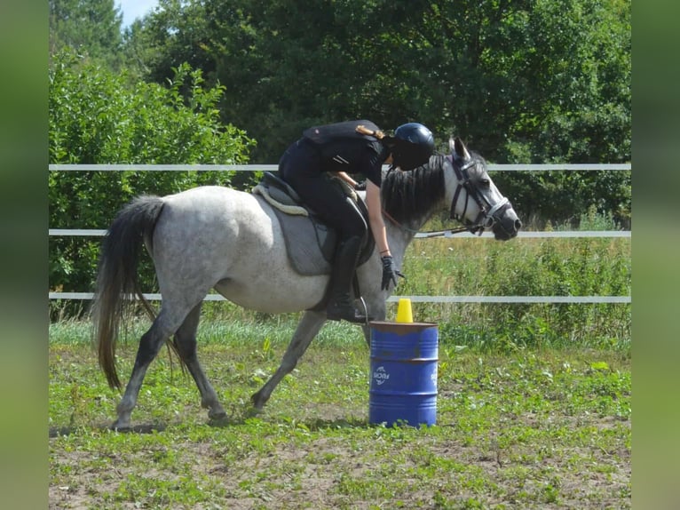 Duitse rijpony Merrie 9 Jaar 145 cm Zwartschimmel in genthin