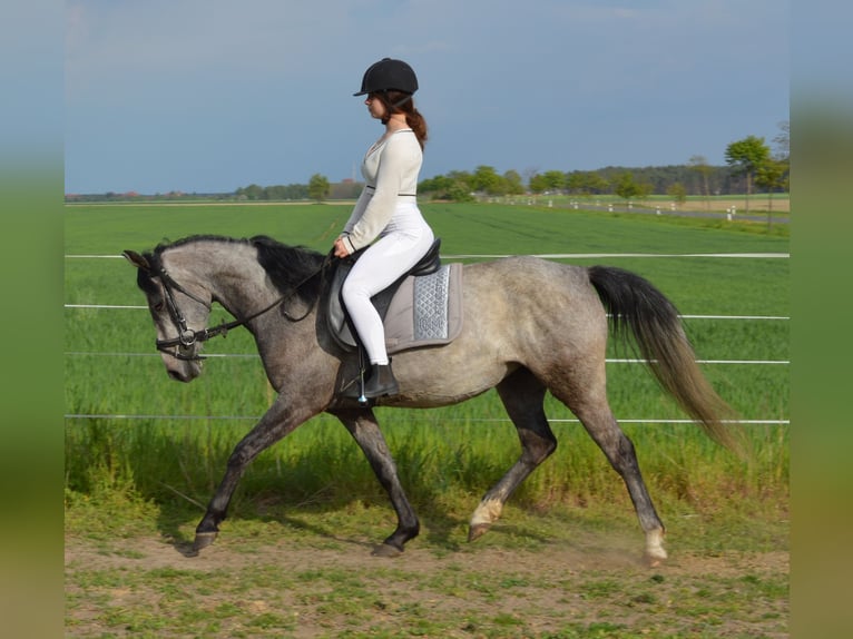 Duitse rijpony Merrie 9 Jaar 145 cm Zwartschimmel in genthin