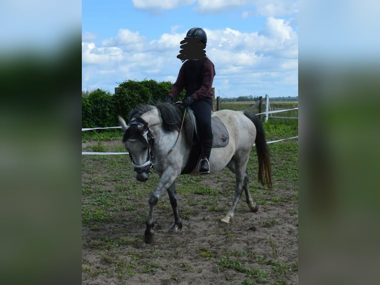 Duitse rijpony Merrie 9 Jaar 145 cm Zwartschimmel in genthin