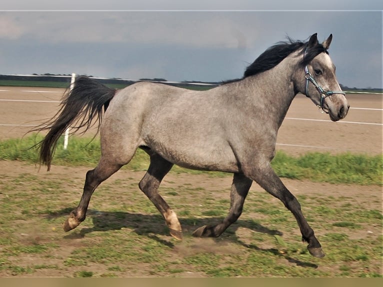 Duitse rijpony Merrie 9 Jaar 145 cm Zwartschimmel in genthin