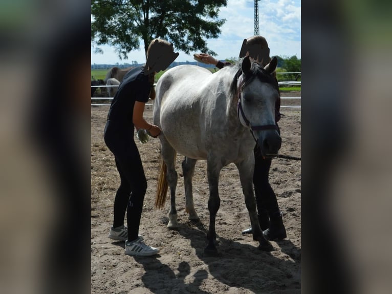 Duitse rijpony Merrie 9 Jaar 145 cm Zwartschimmel in genthin