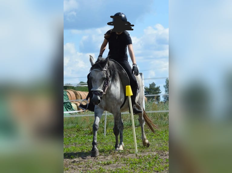 Duitse rijpony Merrie 9 Jaar 145 cm Zwartschimmel in genthin