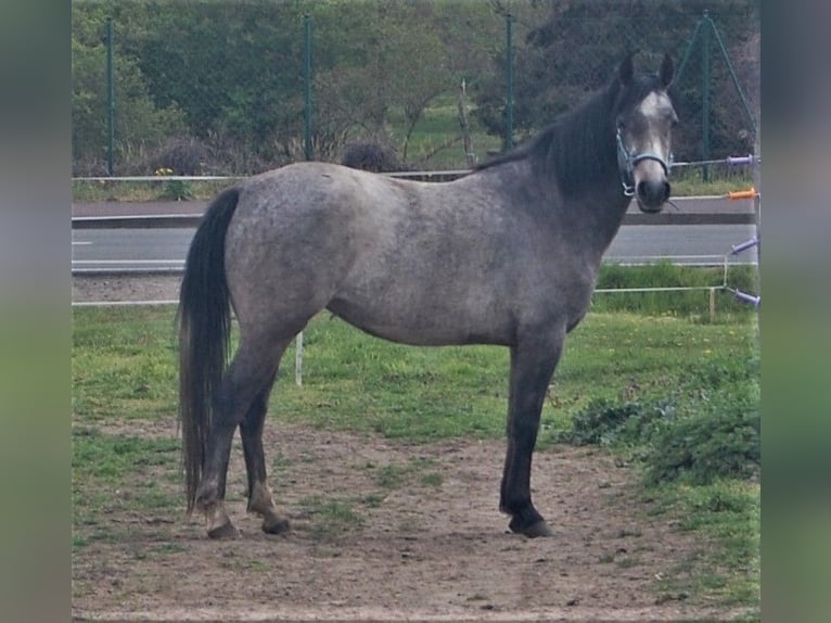 Duitse rijpony Merrie 9 Jaar 145 cm Zwartschimmel in genthin