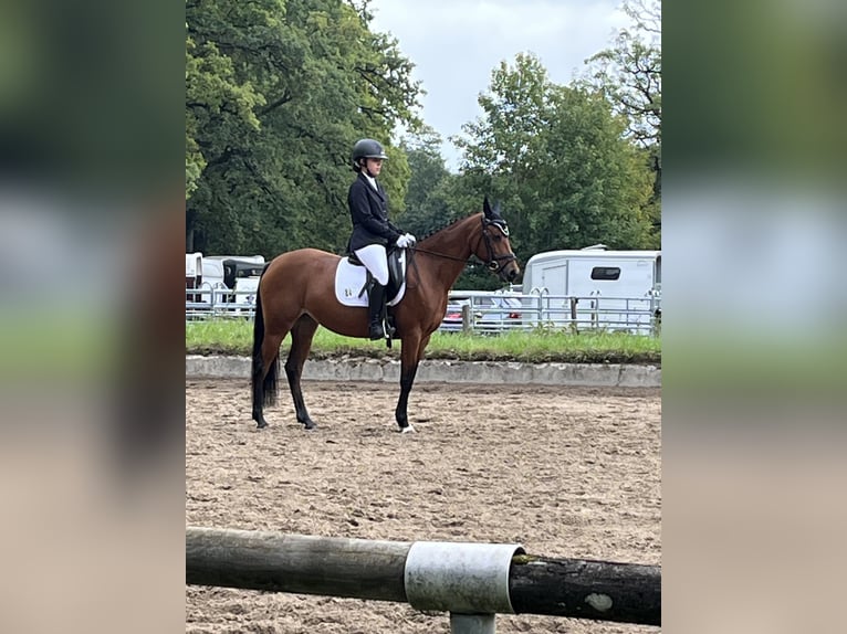Duitse rijpony Merrie 9 Jaar 146 cm Bruin in Bayrischzell