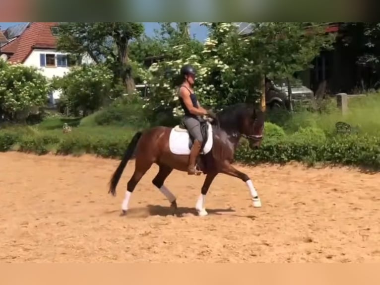 Duitse rijpony Merrie 9 Jaar 146 cm Bruin in Harsdorf