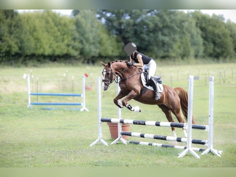 Duitse rijpony Merrie 9 Jaar 146 cm Donkere-vos in Trittau