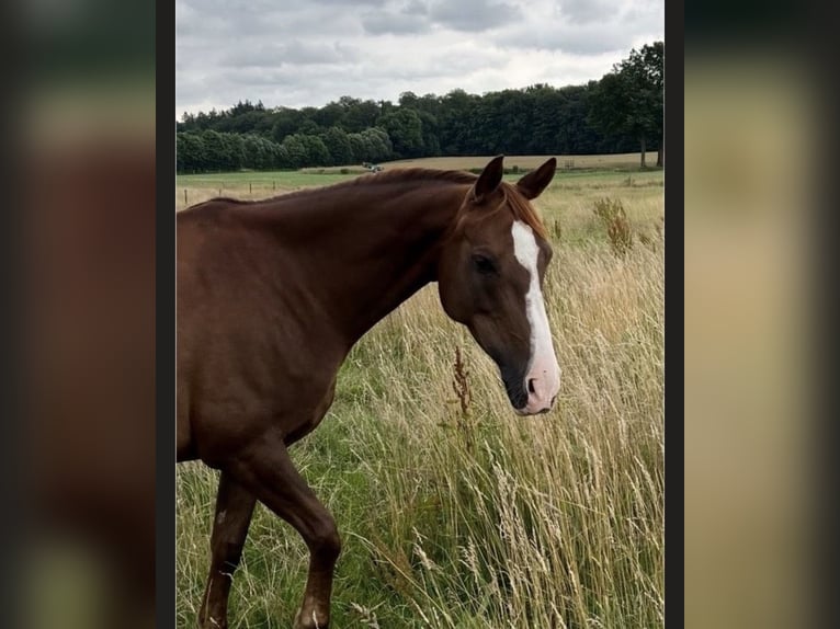 Duitse rijpony Merrie 9 Jaar 146 cm Donkere-vos in Trittau