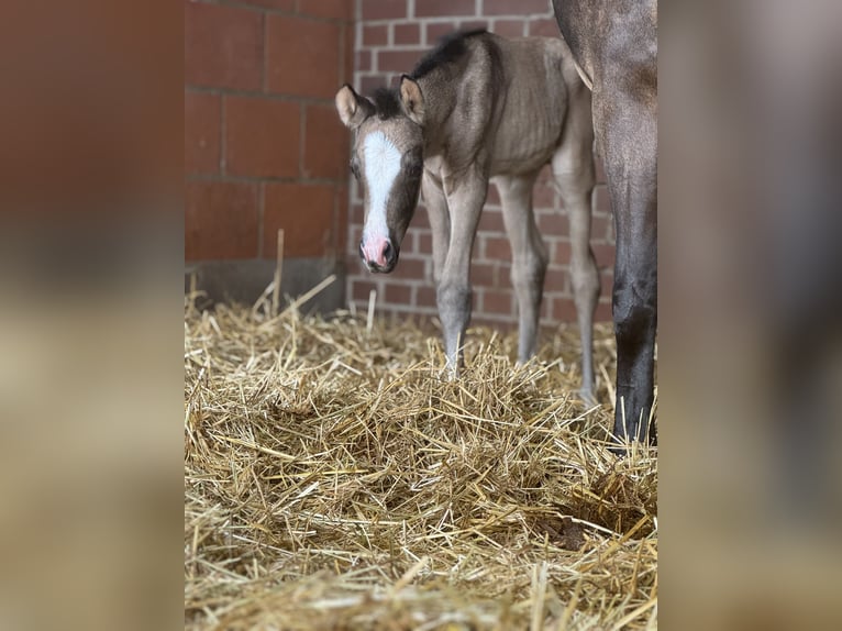 Duitse rijpony Merrie 9 Jaar 146 cm Falbe in Pulheim