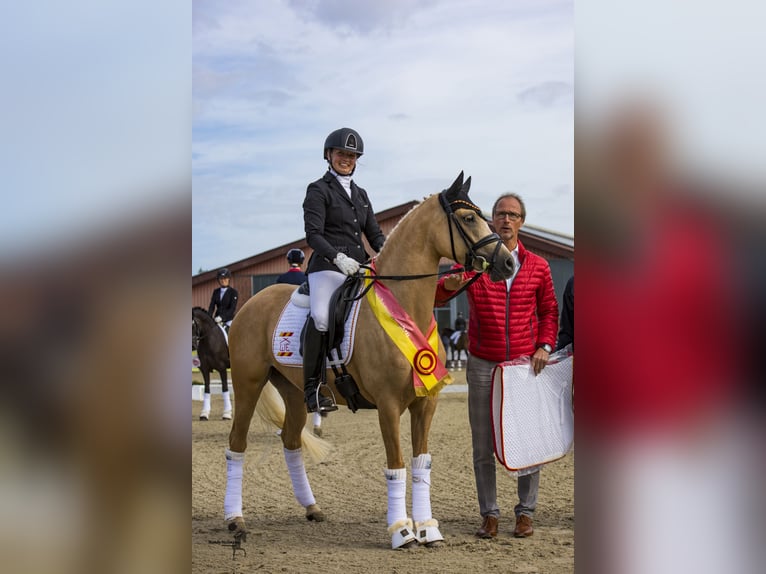 Duitse rijpony Merrie 9 Jaar 146 cm Palomino in Cappeln