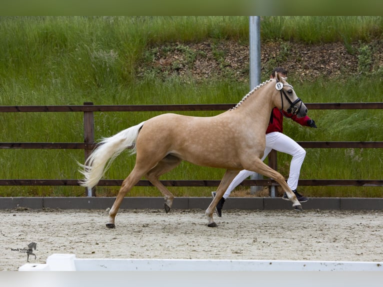 Duitse rijpony Merrie 9 Jaar 146 cm Palomino in Cappeln