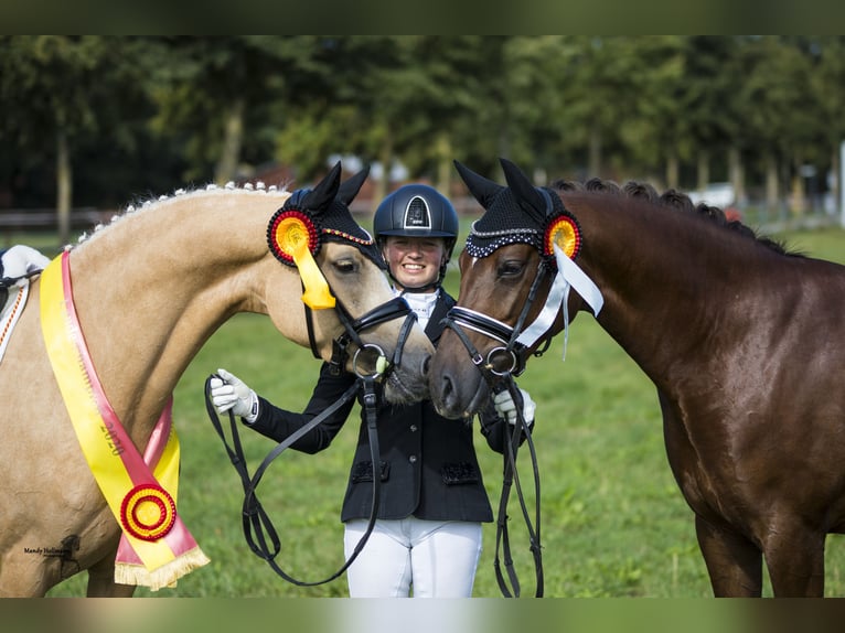 Duitse rijpony Merrie 9 Jaar 146 cm Palomino in Cappeln