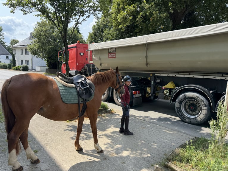 Duitse rijpony Merrie 9 Jaar 146 cm Vos in Brilon