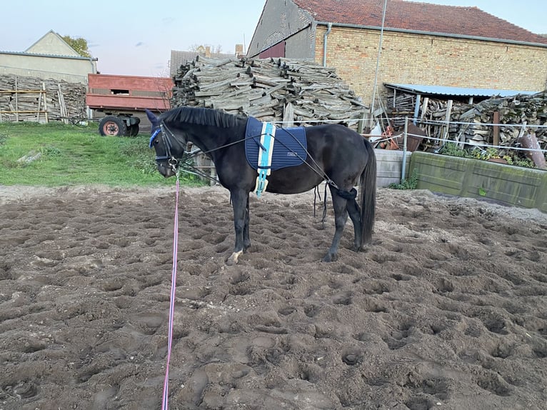 Duitse rijpony Merrie 9 Jaar 146 cm Zwart in Zerbst/Anhalt