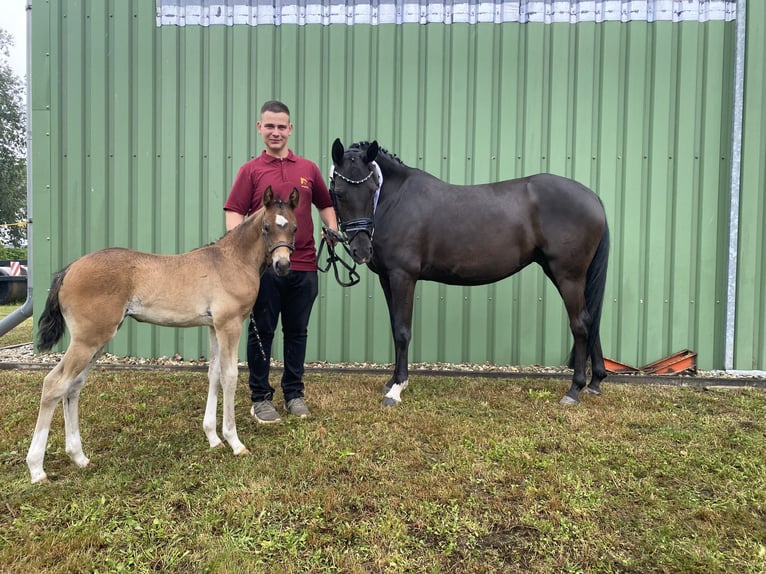 Duitse rijpony Merrie 9 Jaar 146 cm Zwart in Zerbst/Anhalt