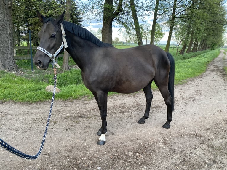 Duitse rijpony Merrie 9 Jaar 146 cm Zwart in Zerbst/Anhalt