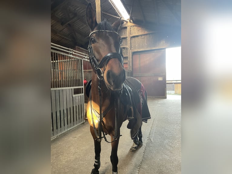 Duitse rijpony Merrie 9 Jaar 147 cm Bruin in Nottensdorf