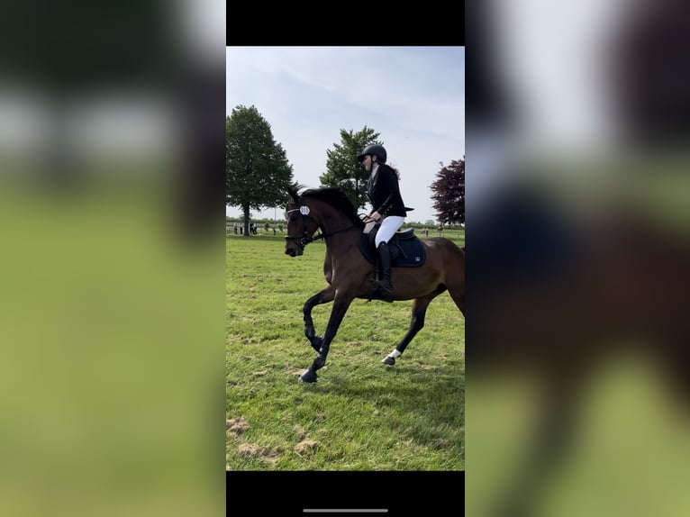 Duitse rijpony Merrie 9 Jaar 147 cm Bruin in Nottensdorf