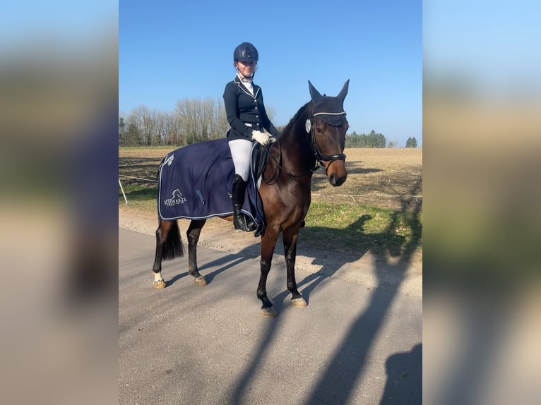 Duitse rijpony Merrie 9 Jaar 147 cm Bruin in Nottensdorf