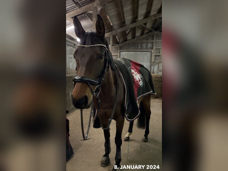 Duitse rijpony Merrie 9 Jaar 147 cm Bruin in Nottensdorf