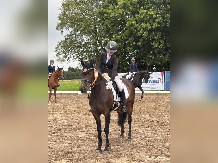 Duitse rijpony Merrie 9 Jaar 147 cm Bruin in Haren