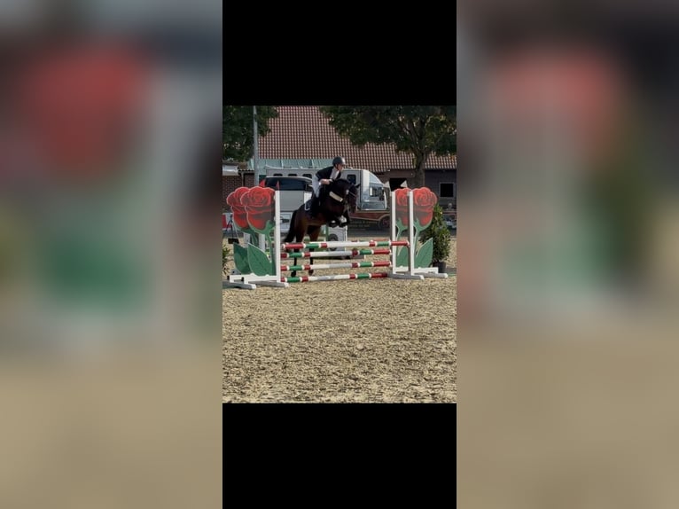 Duitse rijpony Merrie 9 Jaar 147 cm Bruin in Haren