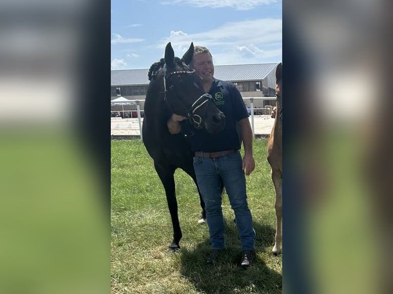 Duitse rijpony Merrie 9 Jaar 147 cm Donkerbruin in Altheim (Alb)
