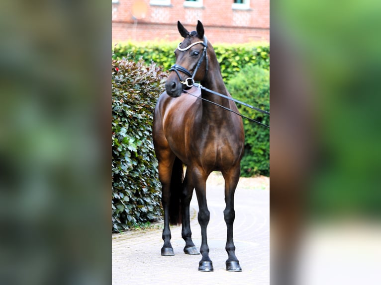 Duitse rijpony Merrie 9 Jaar 147 cm Donkerbruin in Rehburg-Loccum