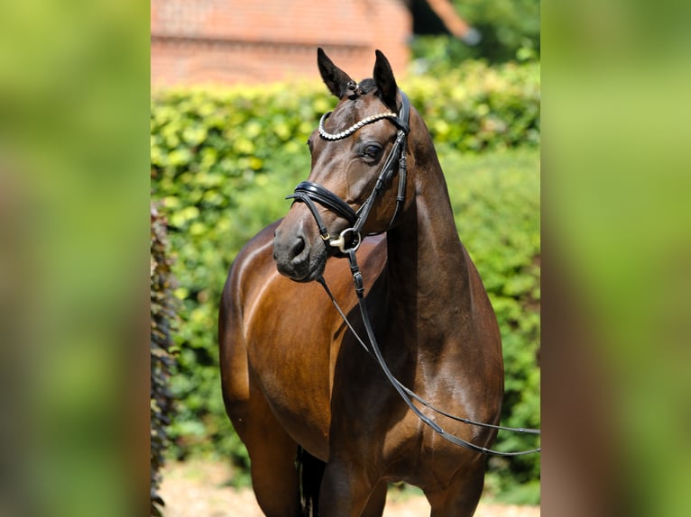 Duitse rijpony Merrie 9 Jaar 147 cm Donkerbruin in Rehburg-Loccum