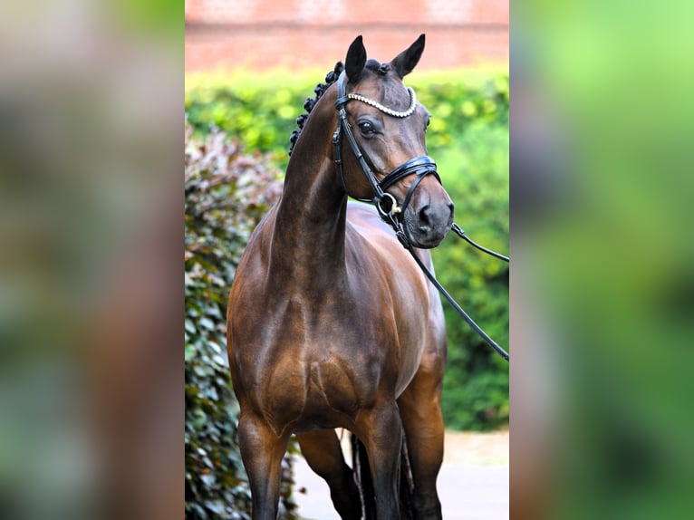 Duitse rijpony Merrie 9 Jaar 147 cm Donkerbruin in Rehburg-Loccum