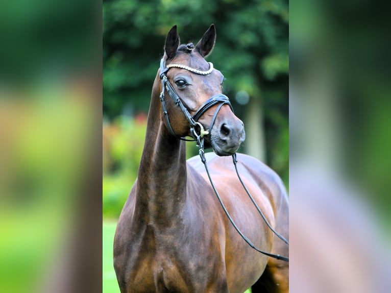 Duitse rijpony Merrie 9 Jaar 147 cm Donkerbruin in Rehburg-Loccum