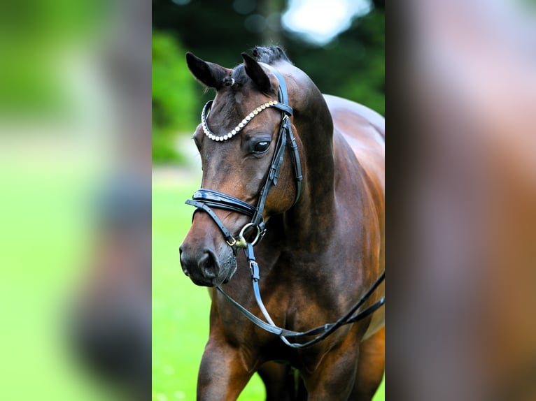 Duitse rijpony Merrie 9 Jaar 147 cm Donkerbruin in Rehburg-Loccum